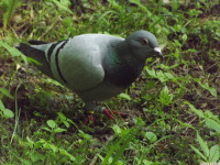 zwierz_1403.jpg
