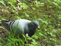 zwierz_1405.jpg