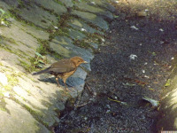 zwierz_1408.jpg
