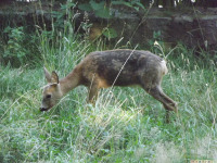 zwierz_1419.jpg