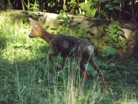 zwierz_1420.jpg
