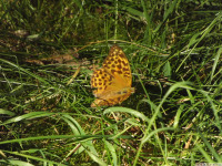 zwierz_1421.jpg