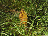 zwierz_1422.jpg