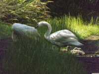 zwierz_936
