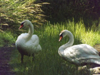 zwierz_937