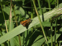 zwierz_941