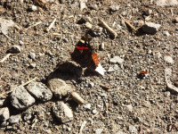 zwierz_953