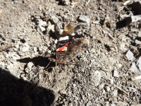 zwierz_956