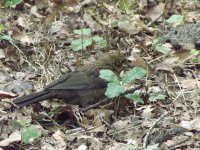 zwierz_958