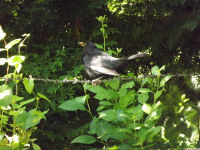 zwierz_962
