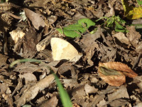zwierz_963