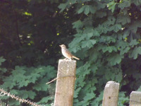 zwierz_964