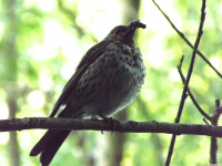 zwierz_967