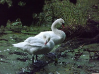 zwierz_968