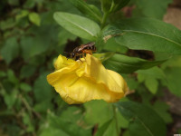 zwierz_982