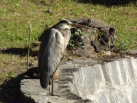zwierz_988