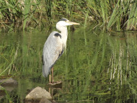 zwierz_991