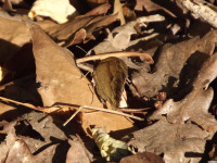 zwierz_992