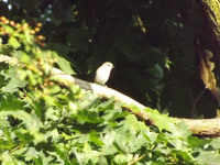 zwierz_994