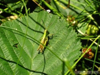 zwierz_008