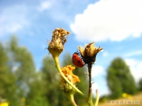 zwierz_018