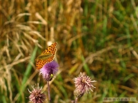 zwierz_026