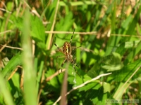 zwierz_035