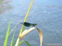 zwierz_036