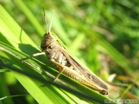 zwierz_040