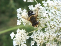zwierz_041
