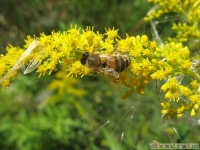 zwierz_043