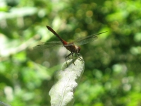 zwierz_046