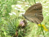 zwierz_048