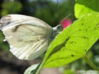 zwierz_049