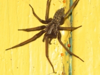 zwierz_061