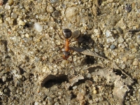zwierz_064