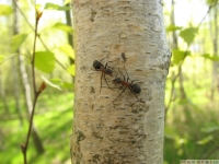zwierz_065