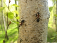 zwierz_066
