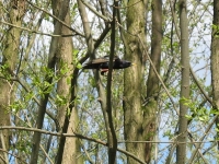 zwierz_067