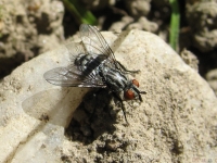 zwierz_068