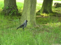 zwierz_071