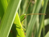 zwierz_168