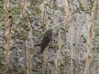 zwierz_171