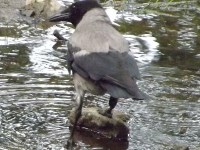 zwierz_175