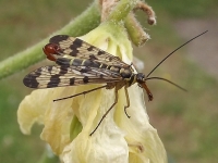 zwierz_176