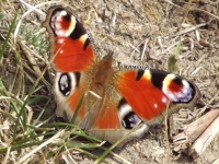 zwierz_183