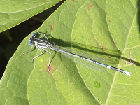 zwierz_212
