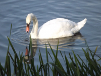 zwierz_215
