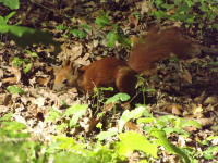zwierz_226