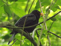 zwierz_235